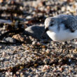 Bécasseau sanderling dans la baie de Saint-Goustan